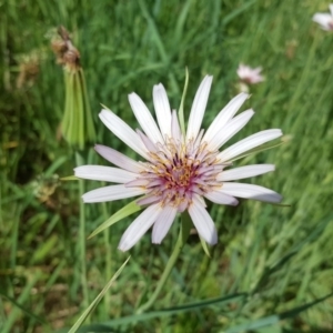 Tragopogon porrifolius subsp. porrifolius at Mawson, ACT - 21 Oct 2020