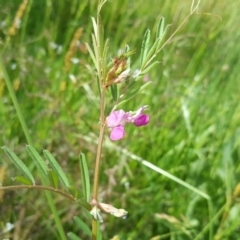 Vicia sativa (Common Vetch) at Mount Mugga Mugga - 18 Oct 2020 by Mike