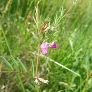 Vicia sativa at O'Malley, ACT - 18 Oct 2020