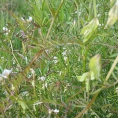 Vicia disperma (Two Seeded Vetch) at Mount Mugga Mugga - 18 Oct 2020 by Mike