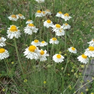 Leucochrysum albicans subsp. tricolor at O'Malley, ACT - 18 Oct 2020