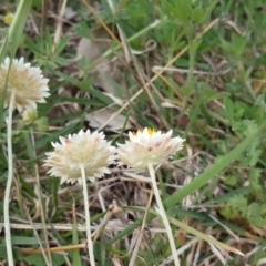Leucochrysum albicans subsp. tricolor at O'Malley, ACT - 18 Oct 2020