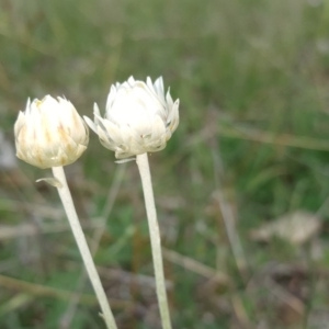 Leucochrysum albicans subsp. tricolor at O'Malley, ACT - 18 Oct 2020