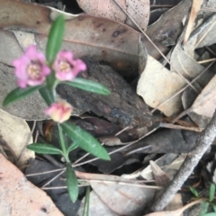 Boronia polygalifolia (Dwarf Boronia) at Mystery Bay, NSW - 22 Oct 2020 by LocalFlowers