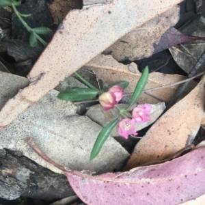 Boronia polygalifolia at Mystery Bay, NSW - suppressed