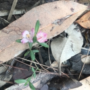 Boronia polygalifolia at Mystery Bay, NSW - suppressed