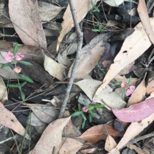 Boronia polygalifolia at Mystery Bay, NSW - suppressed