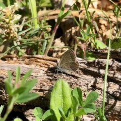 Zizina otis (Common Grass-Blue) at Namadgi National Park - 21 Oct 2020 by KMcCue