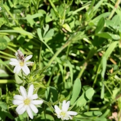 Cerastium vulgare (Mouse Ear Chickweed) at Namadgi National Park - 20 Oct 2020 by KMcCue