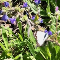 Belenois java (Caper White) at Namadgi National Park - 19 Oct 2020 by KMcCue