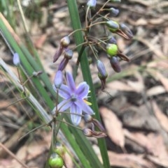 Dianella caerulea (Common Flax Lily) at Mystery Bay, NSW - 22 Oct 2020 by LocalFlowers