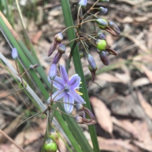 Dianella caerulea at Mystery Bay, NSW - 22 Oct 2020