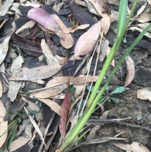 Dianella caerulea at Mystery Bay, NSW - 22 Oct 2020