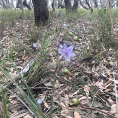 Dianella caerulea at Mystery Bay, NSW - 22 Oct 2020