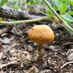 zz agaric (stem; gill colour unknown) at Booth, ACT - 19 Oct 2020 by KMcCue