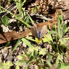 Zizina otis (Common Grass-Blue) at Booth, ACT - 19 Oct 2020 by KMcCue