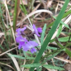 Glycine clandestina (Twining Glycine) at Eurobodalla National Park - 21 Oct 2020 by LocalFlowers