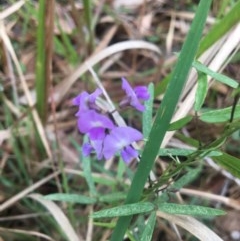 Glycine clandestina at Mystery Bay, NSW - 22 Oct 2020