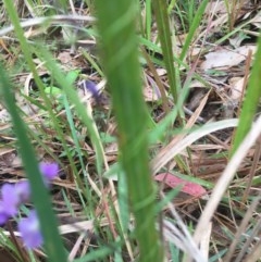 Glycine clandestina at Mystery Bay, NSW - 22 Oct 2020