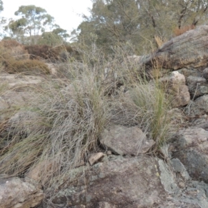 Rytidosperma pallidum at Bombala, NSW - 21 Jul 2020