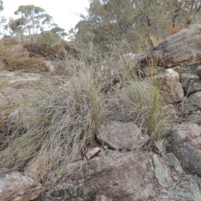 Rytidosperma pallidum (Red-anther Wallaby Grass) at Endeavour Reserve (Bombala) - 21 Jul 2020 by michaelb