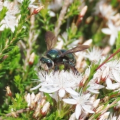 Xylocopa (Lestis) aerata (Golden-Green Carpenter Bee) at Tuggeranong Hill - 21 Oct 2020 by owenh