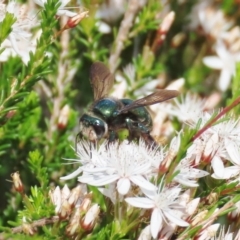 Xylocopa (Lestis) aerata (Golden-Green Carpenter Bee) at Theodore, ACT - 22 Oct 2020 by owenh