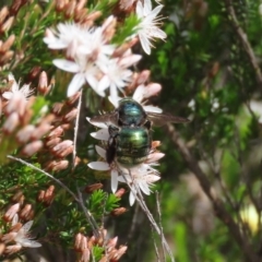 Xylocopa (Lestis) aerata at Theodore, ACT - 22 Oct 2020