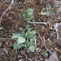 Pterostylidinae (greenhood alliance) (A Greenhood) at Bombala, NSW - 21 Jul 2020 by michaelb