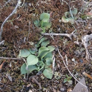 Pterostylidinae (greenhood alliance) at Bombala, NSW - suppressed