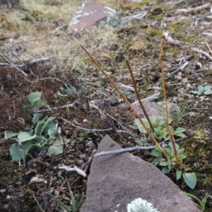 Pterostylidinae (greenhood alliance) at Bombala, NSW - suppressed