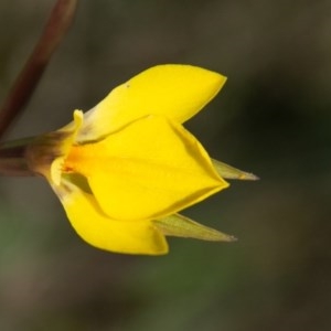 Diuris subalpina at Mount Clear, ACT - suppressed