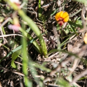 Diuris subalpina at Mount Clear, ACT - suppressed