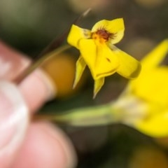 Diuris subalpina at Mount Clear, ACT - suppressed