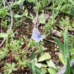 Zizina otis (Common Grass-Blue) at Namadgi National Park - 21 Oct 2020 by KMcCue