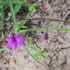 Arthropodium minus (Small Vanilla Lily) at Forde, ACT - 22 Oct 2020 by Jiggy