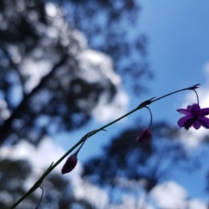 Arthropodium minus at Forde, ACT - 22 Oct 2020 10:22 AM