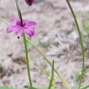 Arthropodium minus at Forde, ACT - 22 Oct 2020 10:22 AM