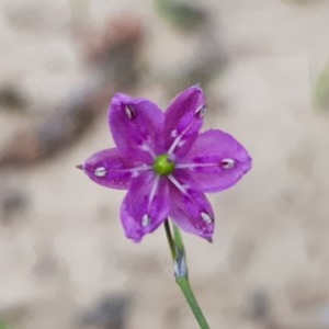 Arthropodium minus at Forde, ACT - 22 Oct 2020 10:22 AM