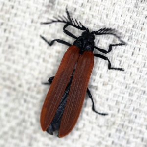 Porrostoma sp. (genus) at O'Connor, ACT - 21 Oct 2020