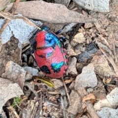 Choerocoris paganus (Ground shield bug) at Deakin, ACT - 21 Oct 2020 by JackyF