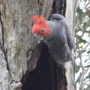 Callocephalon fimbriatum at Deakin, ACT - suppressed