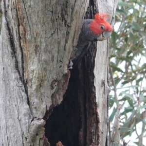 Callocephalon fimbriatum at Deakin, ACT - suppressed