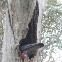 Callocephalon fimbriatum at Deakin, ACT - suppressed