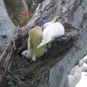 Cacatua galerita at Hughes, ACT - 22 Oct 2020 09:51 AM