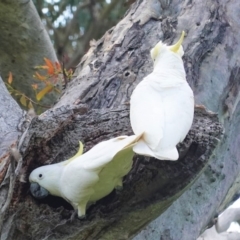 Cacatua galerita at Hughes, ACT - 22 Oct 2020 09:51 AM