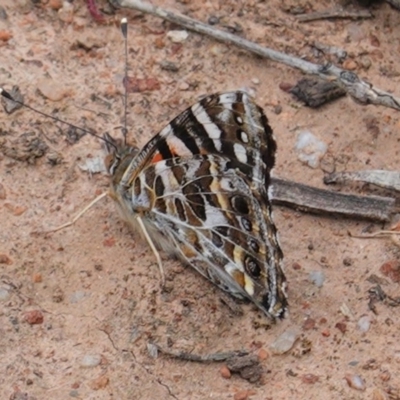 Vanessa kershawi (Australian Painted Lady) at Red Hill Nature Reserve - 21 Oct 2020 by JackyF