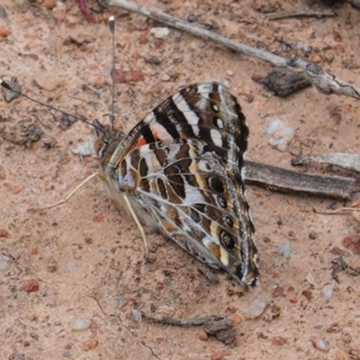 Vanessa kershawi (Australian Painted Lady) at Hughes, ACT - 21 Oct 2020 by JackyF