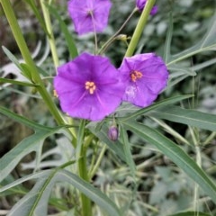 Solanum linearifolium (Kangaroo Apple) at Hughes, ACT - 21 Oct 2020 by JackyF