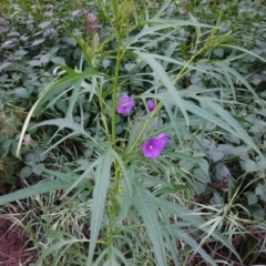 Solanum linearifolium at Hughes, ACT - 21 Oct 2020